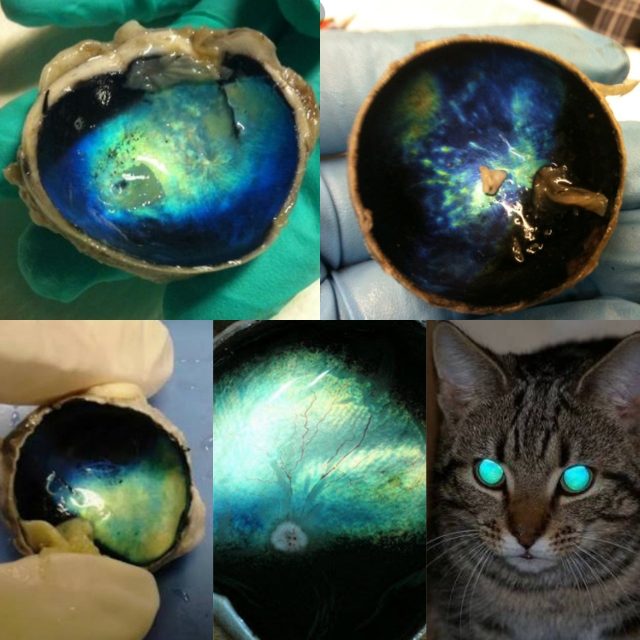 貓咪眼睛解剖